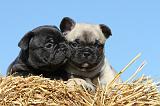 BOULEDOGUE FRANCAIS 598